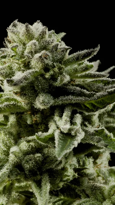 Cannabis Zoom 1 Stock Footage 340671809