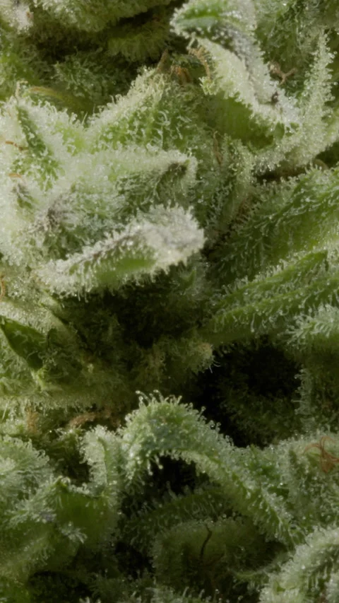 Cannabis Zoom 2 Stock Footage 340671920