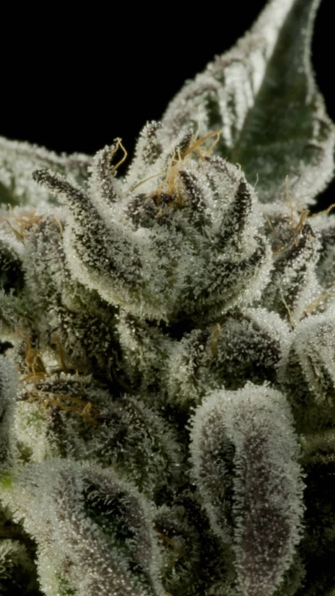 Cannabis Zoom 3 Stock Footage 340672061