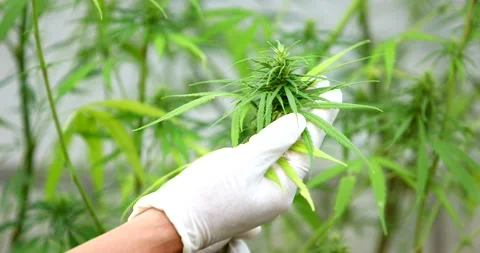 Cannabis1 Video stock 168574638