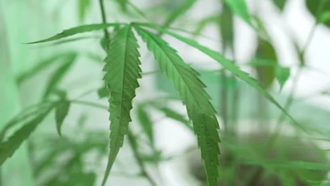 CannabisP1155305 Stock Footage 257681704