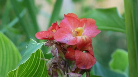 Cannalily Stock Footage 246876220