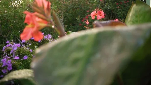 Cannas in Garden Stock Footage 93803455