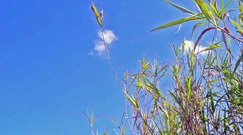 Canne al vento.mp4 Stock Footage 29665621