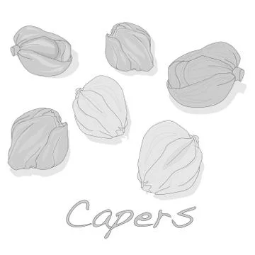 Canned capers vector illustration Stock Illustration