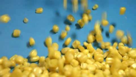 Canned corn kernels on blue background. Slow motion. Видео 102964289