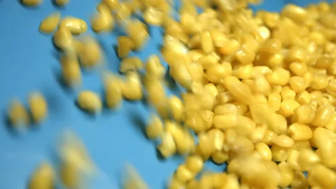 Canned corn kernels on blue background. Slow motion. Видео 102965026