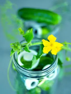 Canned cucumbers process at home container and lid and spices. Stock Photos