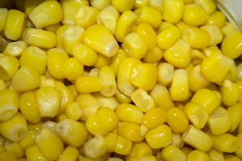 Canned sweet corn in opened metallic jar isolated on white background. Stock Photos