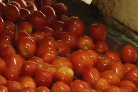 Canned vegetables Stock Footage 12289467