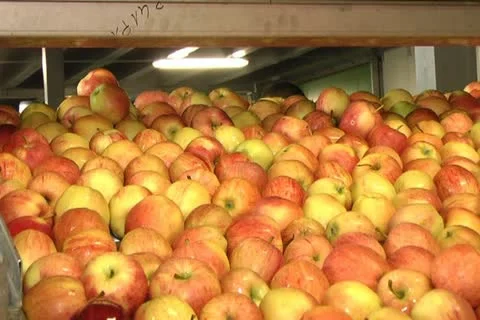 Canned vegetables Stock Footage 12351609