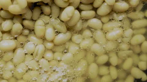 Canned white beans texture with bubbles macro close up Видео 336003164