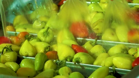 Cannery. Pepper on a conveyor. Technological processes of canning. Washing Stock Footage 165836558