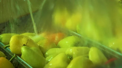 Cannery. Pepper on a conveyor. Technological processes of canning. Washing Stock Footage 165837014