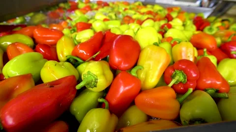 Cannery. Pepper on a conveyor. Technological processes of canning. Washing Stock Footage 165838684