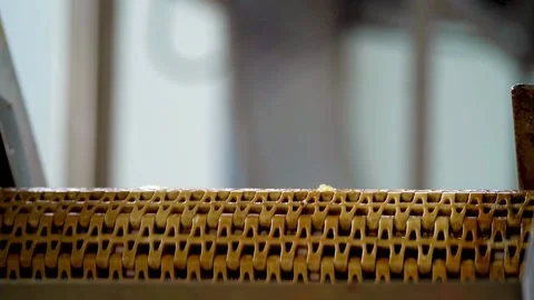 Cannery. Pepper on a conveyor. Technological processes of canning. Washing Stock Footage 165839709