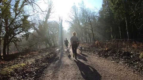 Canni-cross runners and dogs. Exercise with your pet. Stock Footage 247971953