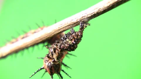 Cannibal caterpillar eating head front-end view good Stock Footage 47571452