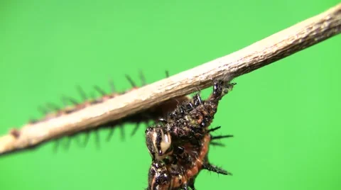 Cannibal caterpillar eating head front-end view Stock Footage 47571592