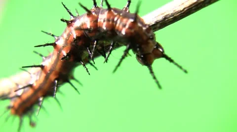 Cannibal caterpillar leaving Stock Footage 47572595