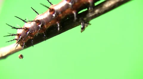 Cannibal caterpillar leaving Stock Footage 47572620