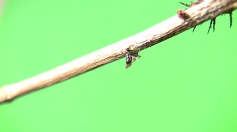 Cannibal caterpillar static stub Stock Footage 47572537