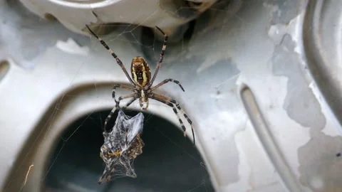 Cannibalism. Female wasp spider devoured male Stock Footage 255197656