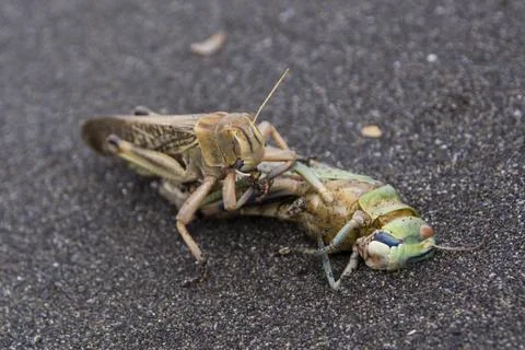 Cannibalism of locusts. One locust eats another dead colleague. Stock Photos