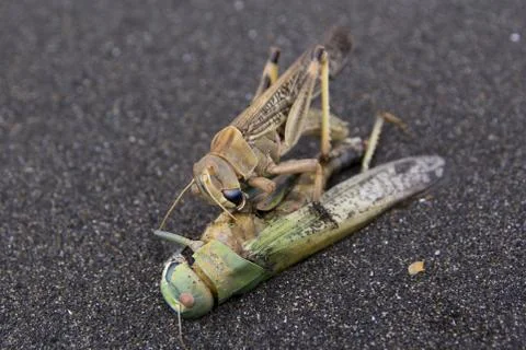 Cannibalism of locusts. One locust eats another dead colleague. Stock Photos