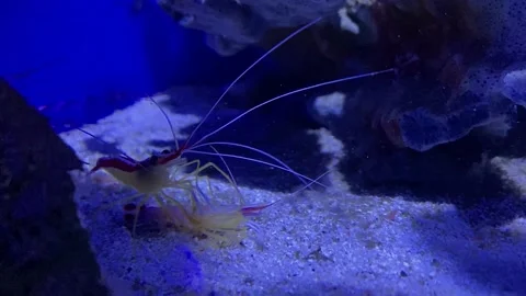 Cannibalism at sea. A shrimp eats a shrimp. The shrimp eats the shrimp. An act Video stock 197186571