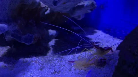Cannibalism at sea. A shrimp eats a shrimp. The shrimp eats the shrimp. An act Video stock 201527949
