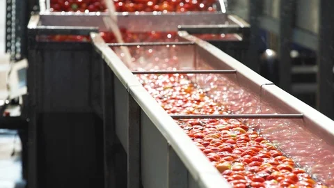 Canning factory. Production of Tomato Paste and Canned Vegetable Products Stock Footage 95141773