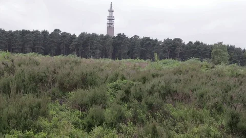 Cannock Chase forest, United Kingdom Stock Footage 112397463