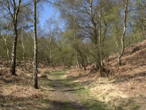Cannock Chase Stock Photos