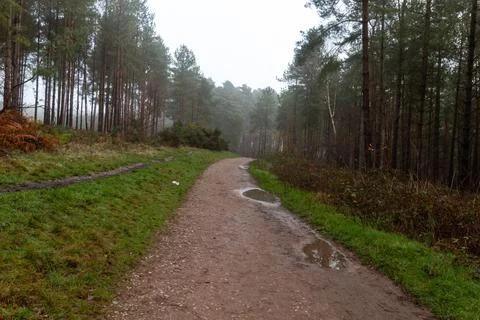Cannock Chase Stock Photos