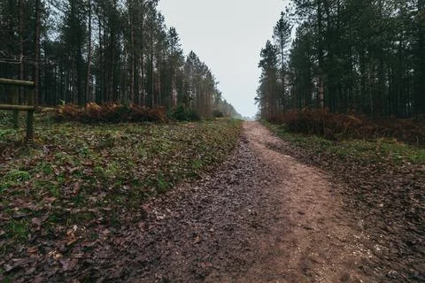 Cannock Chase Stock Photos