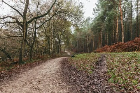 Cannock Chase Stock Photos