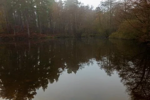 Cannock Chase Stock Photos