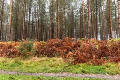 Cannock Chase Stock Photos