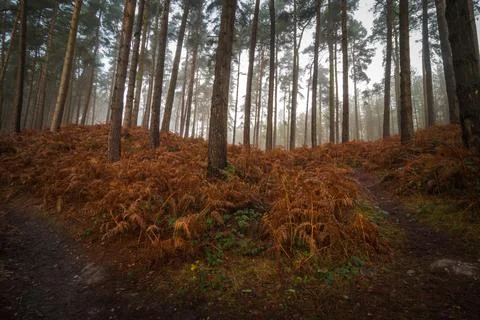 Cannock Chase Stock Photos