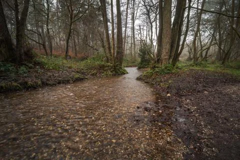 Cannock Chase Stock Photos