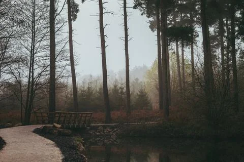 Cannock Chase Stock Photos