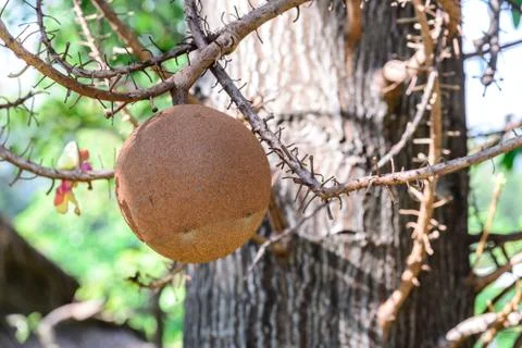 Cannon ball tree fruit. Stock Photos