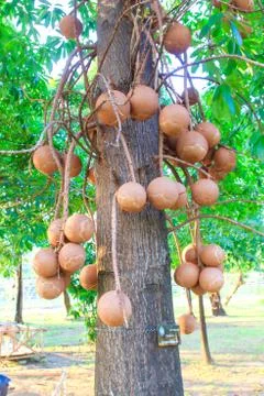 Cannon ball tree Foto stock