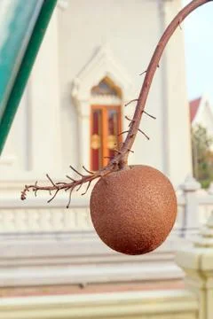 Cannon ball tree Foto stock
