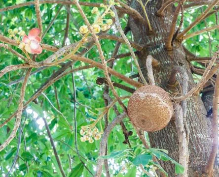 The cannon ball tree Stock Photos