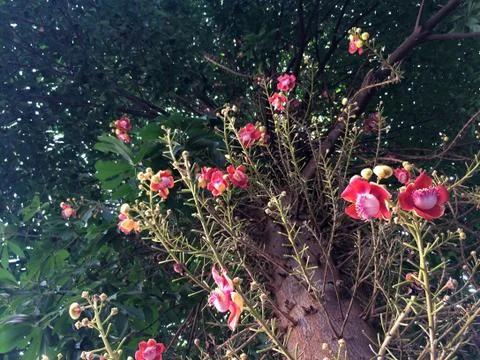 Cannon Bullet or Cannon Ball Tree, flowers originate in South America Stock Photos