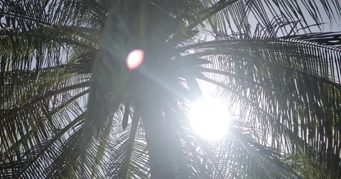 CANNON PAlM TREE SUNSHINE Stock Footage 82438100