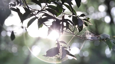 CANNON SUNFLARE Stock Footage 82379506