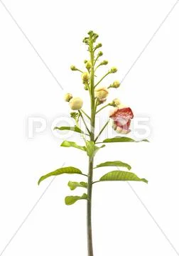 Cannonball flower Stock Photos